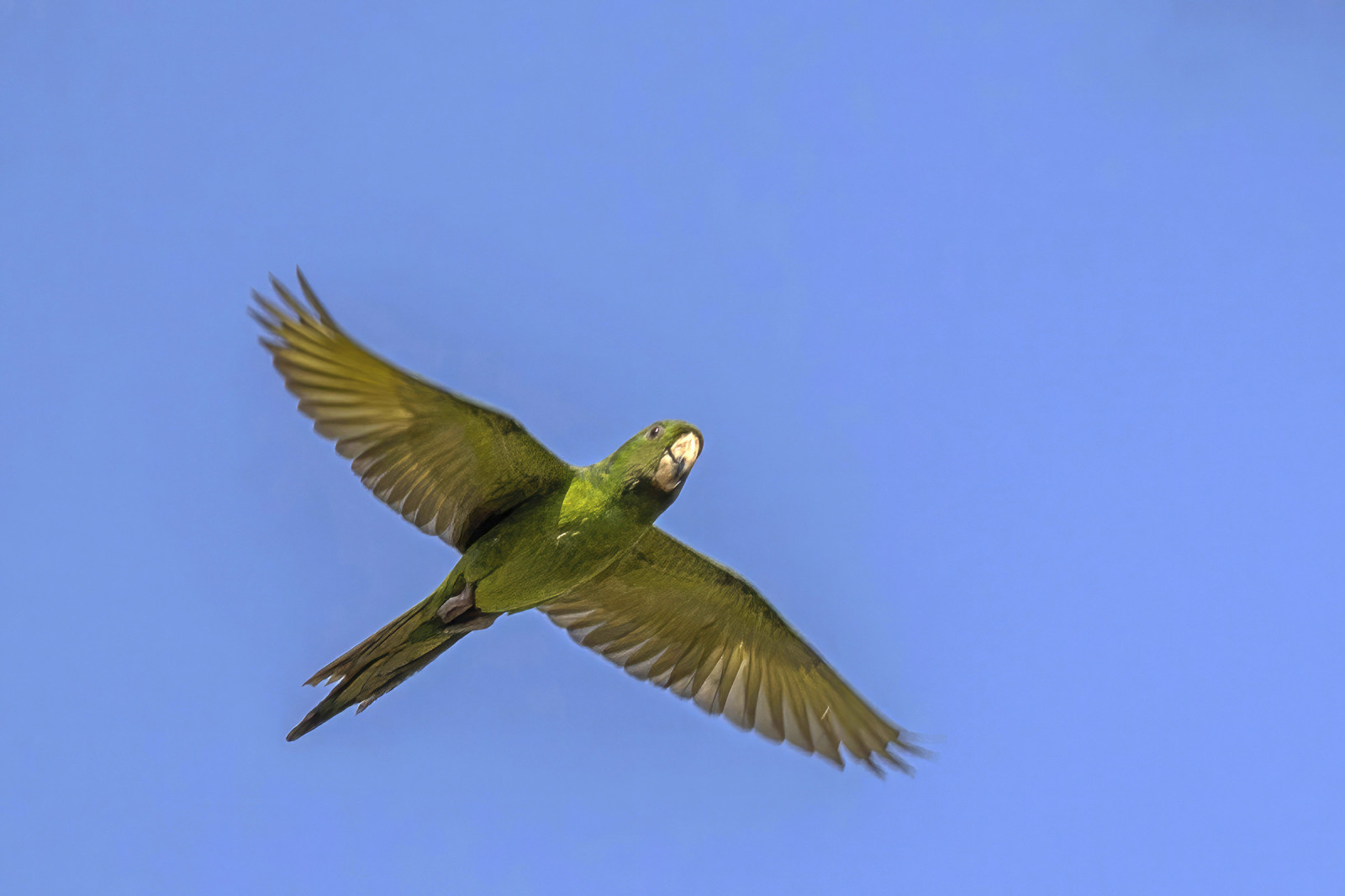 image Pacific Parakeet